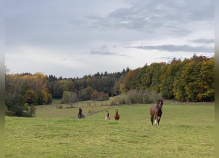 Gesucht  Pferdewirt/-in  für privaten Pferdebetrieb in Baden-Württemberg