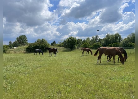 PferdewirtIn/ PflegerIn für privaten Dressurstall gesucht