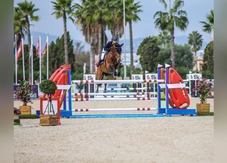 SHOW/HOME GROOM POSITION AVAILABLE IN SWITZERLAND
