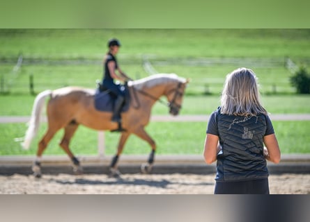 Pferdefachfrau/-mann EFZ / Reitlehrerin / Bereiterin 50% - 100% (Temporär Möglichkeiten anfragen)