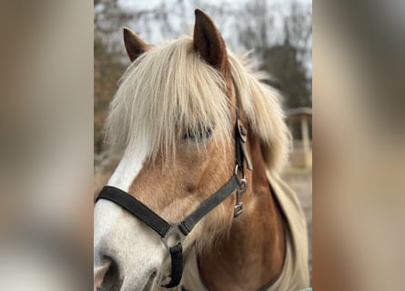 Reitlehrer sowie Stallhelfer gesucht (m,w,d)