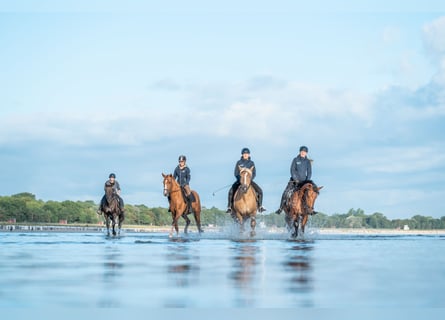 Reitlehrer/in mit Allroundfähigkeiten gesucht 