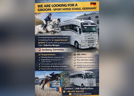 We are looking for a groom for a professional rider