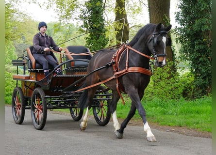 An- und Verkauf von Ponys und Pferden