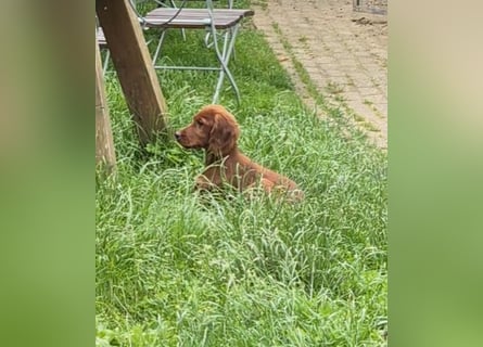 Irish Setter