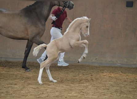 Kleines Deutsches Reitpferd, Hengst, 1 Jahr, Palomino