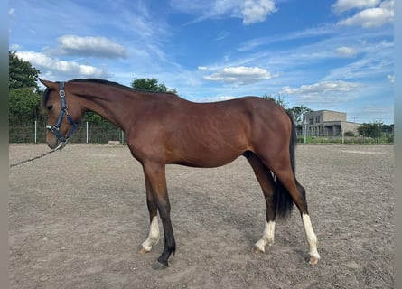 Kleines Deutsches Reitpferd, Hengst, 2 Jahre, 155 cm