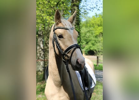Kleines Deutsches Reitpferd, Hengst, 3 Jahre, 146 cm, Palomino
