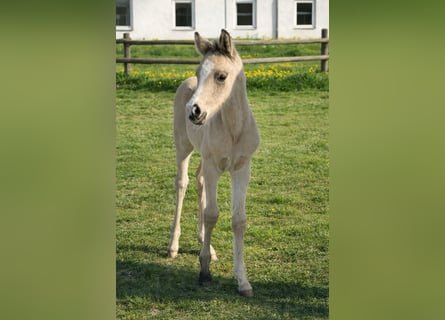Kleines Deutsches Reitpferd, Hengst, Fohlen (04/2026), 165 cm, Buckskin