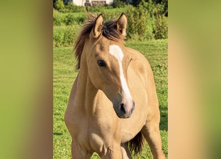 Kleines Deutsches Reitpferd, Hengst, Fohlen (05/2026), Buckskin