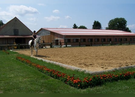 Kleines Deutsches Reitpferd, Stute, 13 Jahre