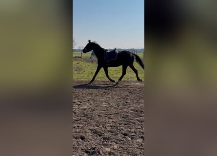 Kleines Deutsches Reitpferd, Stute, 3 Jahre, 162 cm, Dunkelbrauner
