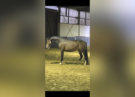 Kleines Deutsches Reitpferd, Stute, 4 Jahre, 146 cm, Buckskin