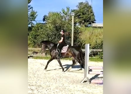 Kleines Deutsches Reitpferd, Stute, 4 Jahre, 155 cm, Dunkelbrauner