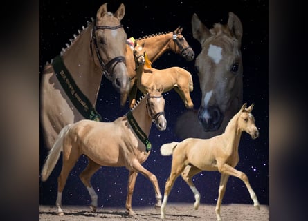 Kleines Deutsches Reitpferd, Stute, 5 Jahre, 167 cm