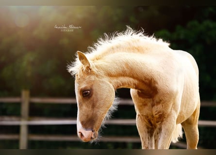 Kleines Deutsches Reitpferd, Stute, , 158 cm, Palomino
