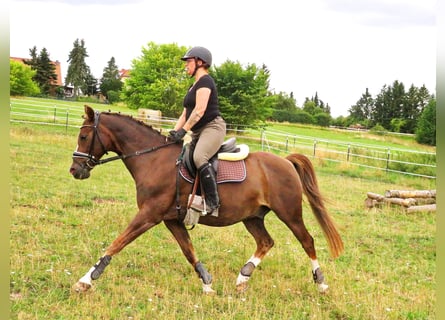 Kleines Deutsches Reitpferd, Wallach, 18 Jahre, 148 cm, Dunkelfuchs