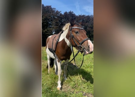 Kleines Deutsches Reitpferd, Wallach, 3 Jahre, 125 cm, Schecke