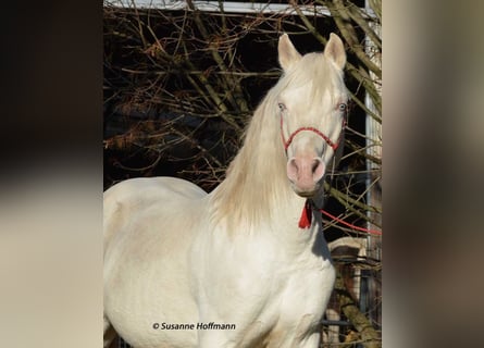 Mezzosangue Arabo, Stallone, 21 Anni, 158 cm, Cremello