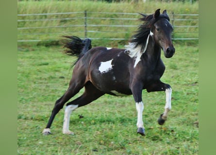 Kłusak amerykański (Standardbred) Mix, Klacz, 1 Rok, 160 cm, Srokata