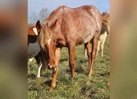 Kłusak amerykański (Standardbred), Klacz, 2 lat, 160 cm, Kasztanowatodereszowata