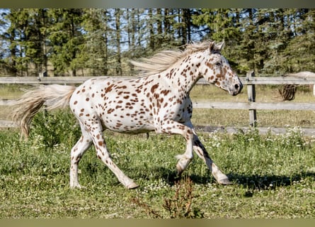 Knabstrup, Étalon, 3 Ans, 155 cm, Léopard