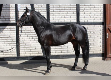 Knabstrup, Étalon, 7 Ans, 156 cm, Bai brun