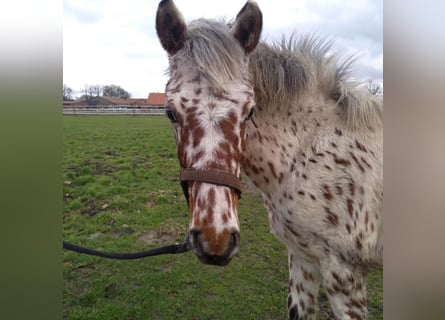 Knabstrup, Gelding, 1 year, 15.1 hh, Leopard-Piebald