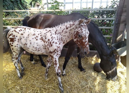 Knabstrupper, Wallach, 1 Jahr, 15,1 hh, Tigerschecke