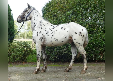 Knabstrupper, Wallach, 2 Jahre, 15,2 hh, Tigerschecke