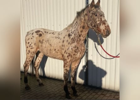 Knabstrup, Gelding, 3 years, 15,2 hh, Leopard-Piebald