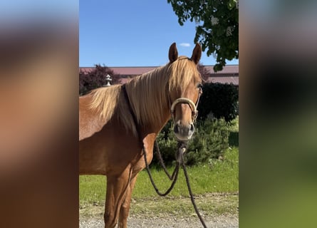 Knabstrup, Gelding, 3 years, 15,1 hh, Chestnut-Red