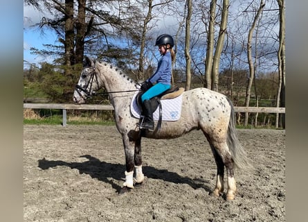 Knabstrup, Gelding, 4 years, 14,2 hh, Leopard-Piebald