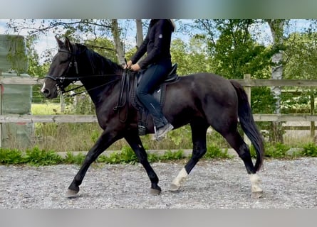 Knabstrup, Gelding, 4 years, 15.2 hh
