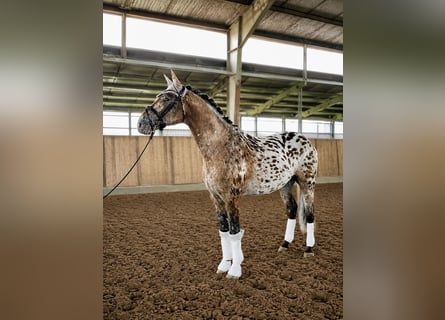 Knabstrup, Gelding, 4 years, 15.2 hh, Leopard-Piebald