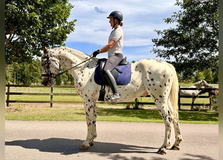 Knabstrup, Gelding, 4 years, 16 hh, Leopard-Piebald