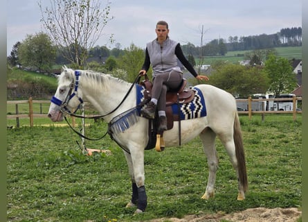 Knabstrup Mix, Gelding, 5 years, 15,1 hh, Gray