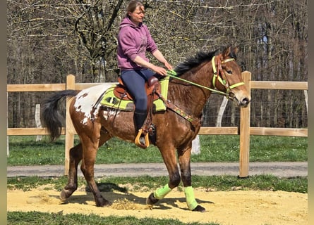 Knabstrup Mix, Gelding, 5 years, 15,1 hh, Leopard-Piebald