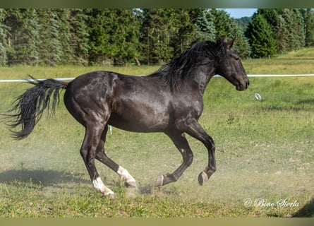 Knabstrup, Hongre, 4 Ans, 155 cm, Bai