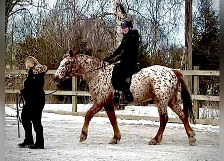 Knabstrup, Hongre, 6 Ans, 158 cm, Léopard