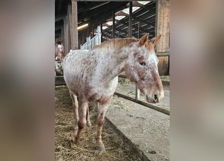 Knabstrup, Jument, 11 Ans, Léopard