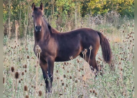 Knabstrup, Jument, 1 Année, 164 cm, Bai brun foncé