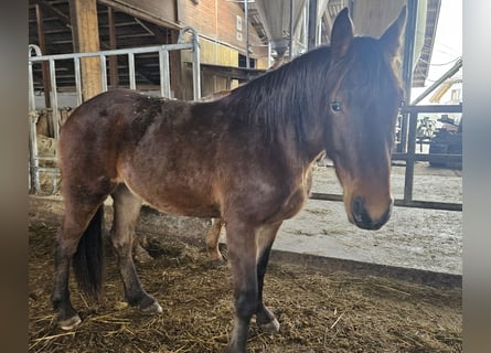 Knabstrup Croisé, Jument, 3 Ans