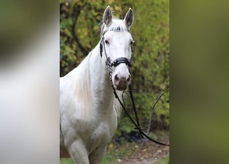 Knabstrup, Jument, 9 Ans, 150 cm, Blanc