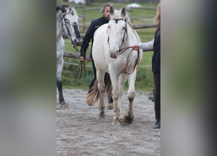 Knabstrup, Jument, 9 Ans, 155 cm, Blanc