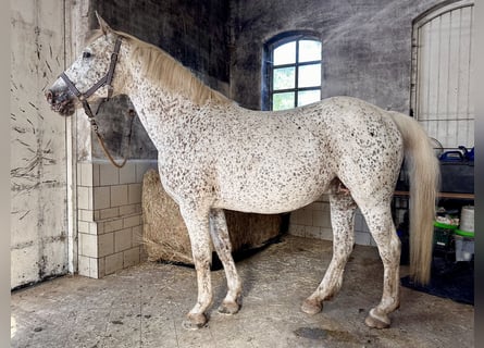 Knabstrup, Klacz, 18 lat, 146 cm, Tarantowata