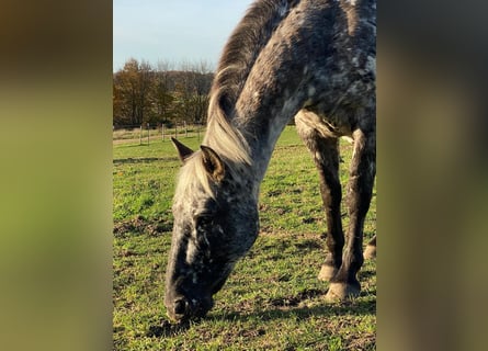 Knabstrup, Mare, 13 years, 14.3 hh, Leopard-Piebald