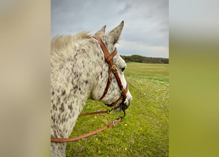 Knabstrup, Mare, 17 years, 14.1 hh, Leopard-Piebald
