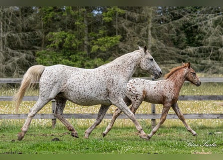 Knabstrup, Mare, 18 years, 14.1 hh, Leopard-Piebald