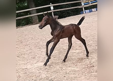 Knabstrup, Mare, 1 year, 14,2 hh, Can be white